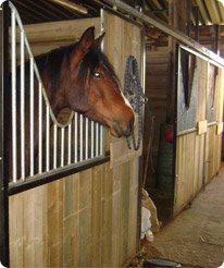 Pension boxes chevaux Metz Moselle 57