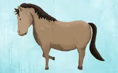 cours d'équitation