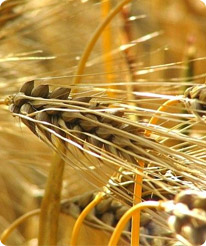 Lapins à la ferme