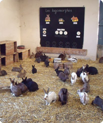 Lapins à la ferme