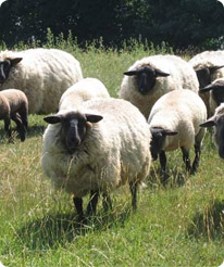 Moutons à la ferme